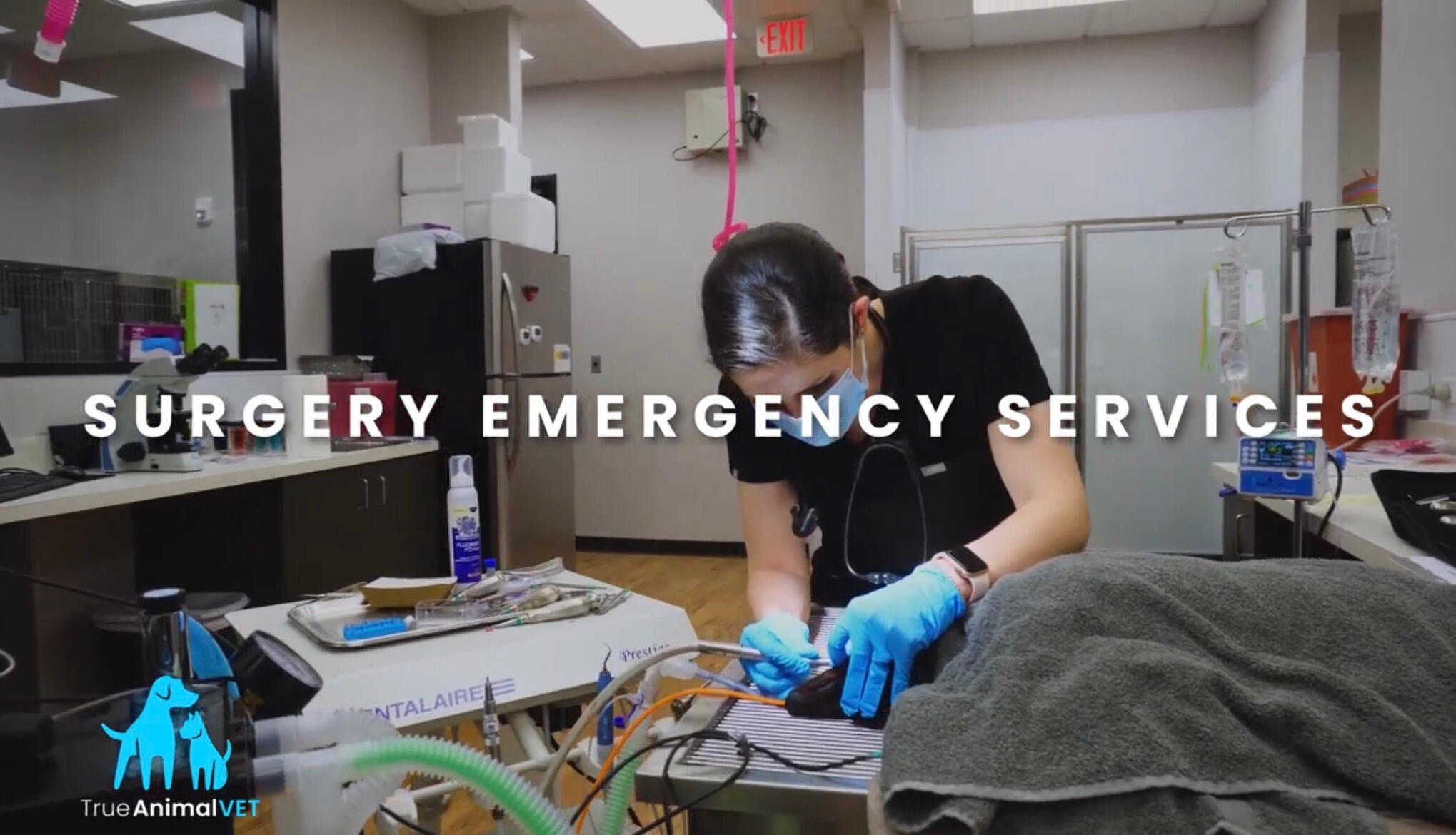 True Animal Vet